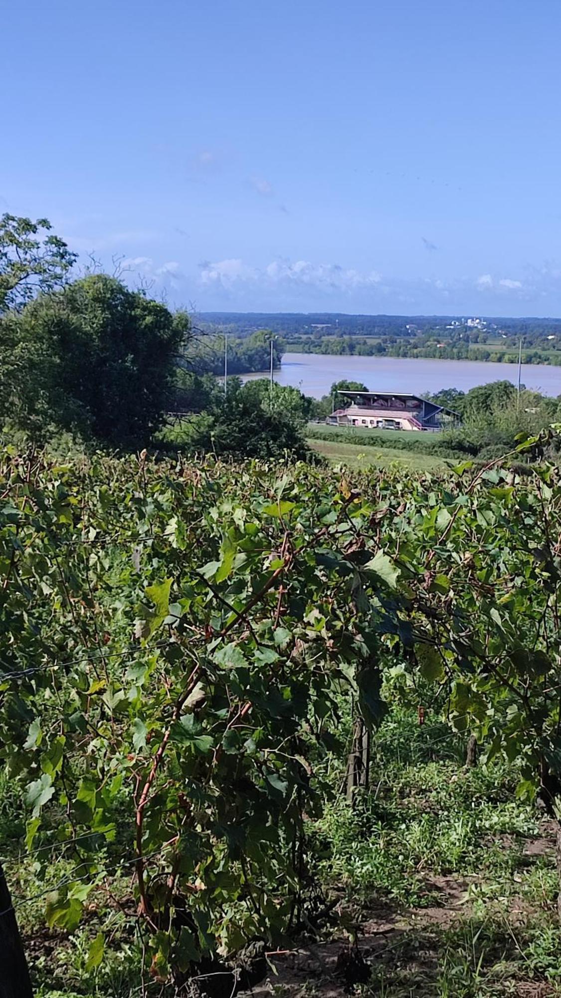 Maison Charmeilles - La Suite Pomerol Fronsac  ภายนอก รูปภาพ